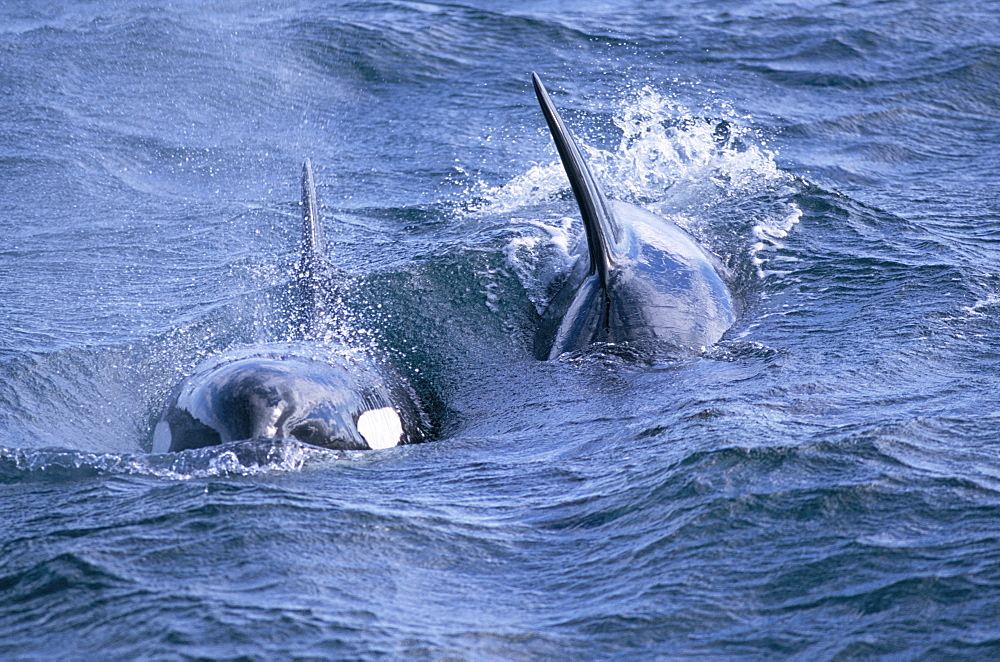 Killer whales (Orcinus orca) surfacing towards the camera in rough water. Olafsvik, Iceland.