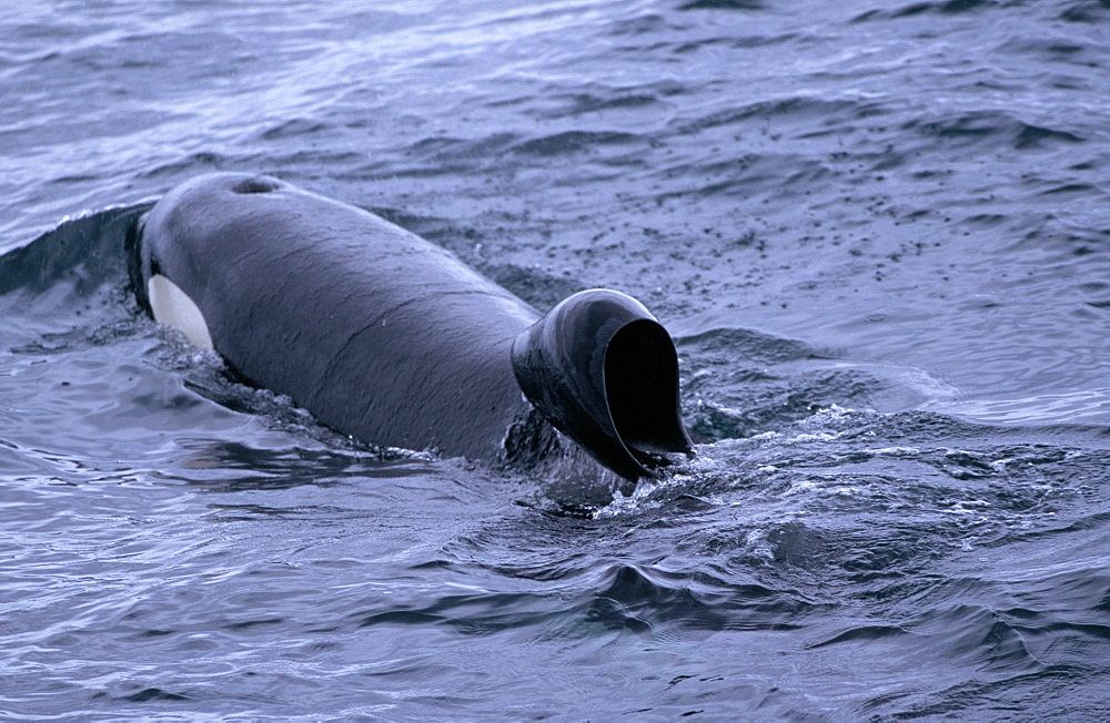 Killer whale (Orcinus orca): this is a male but the dorsal fin has flopped over. This is probably genetic and not thought to be a big problem. Olafsvik, Iceland.