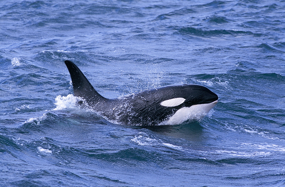 Male Killer whale (Orcinus orca) surfacing, with eye clear of the water, west of Snaefellsness Peninsular, Iceland