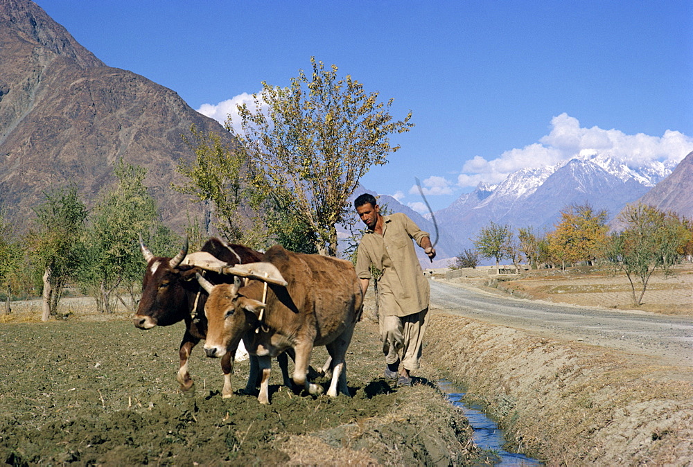 A farmer ploughing with a bullock team beside the Karakoram Highway in the Gilgit area of Pakistan, Asia