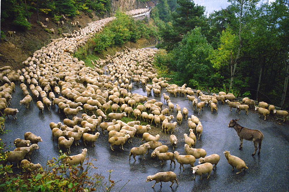 Flock of sheep and a single donkey on the road during the autumn transhumance from Haute Savoy to Provence, France, Europe