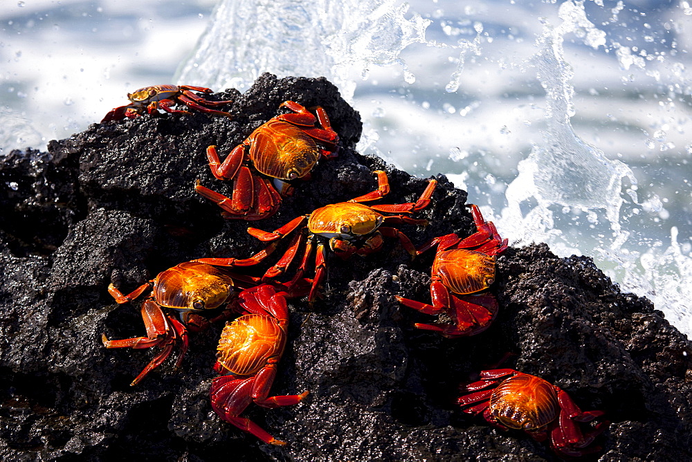 Sally lightfoot red crabs, Galapagos Islands, Ecuador