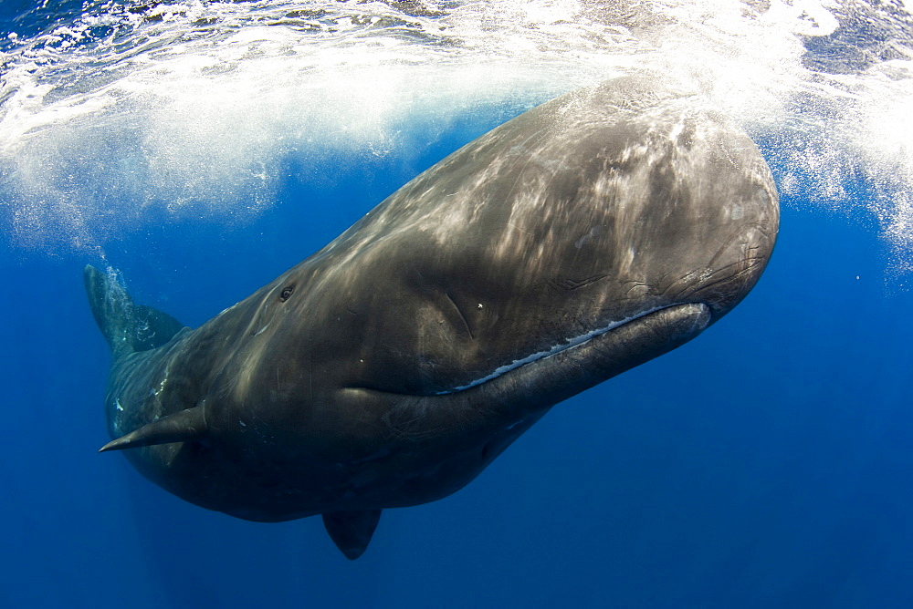 Sperm whale juvenile shot with a fisheye n the Azores Portugal