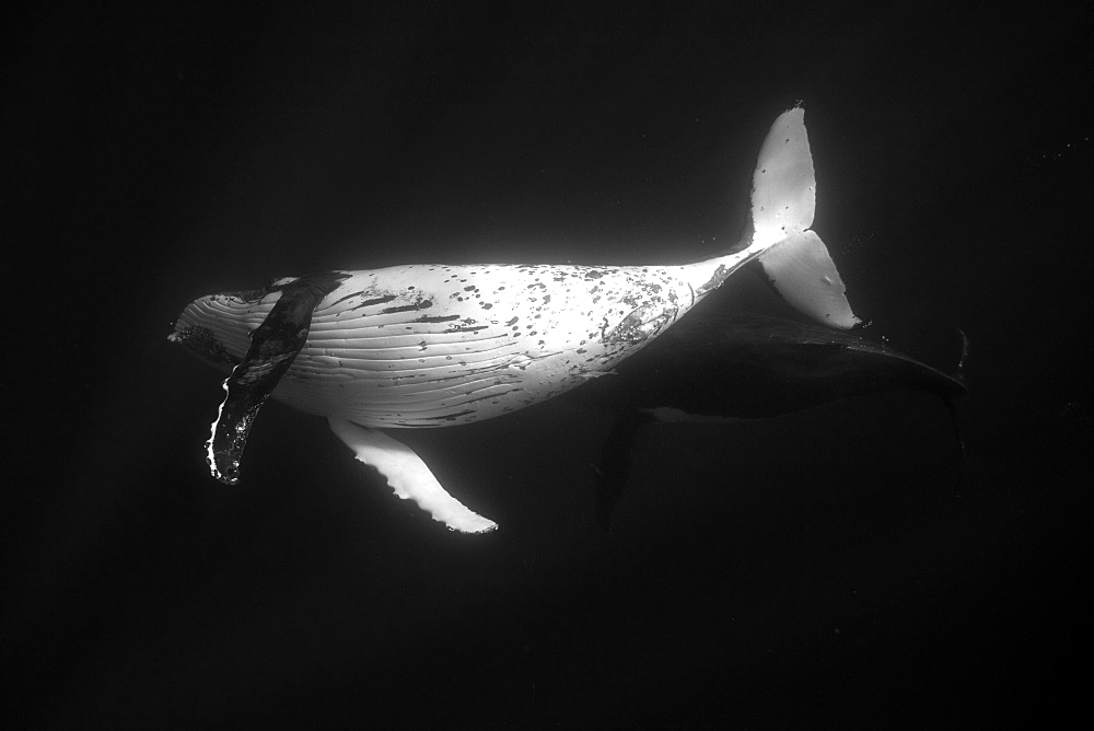 Two adult Humpback whales courting, Vava'u Tonga in the South Pacific