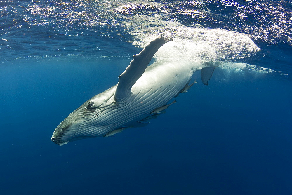 New born baby humpback whale calf, white in colour, curious and playful. Vava'u Tonga South Pacific