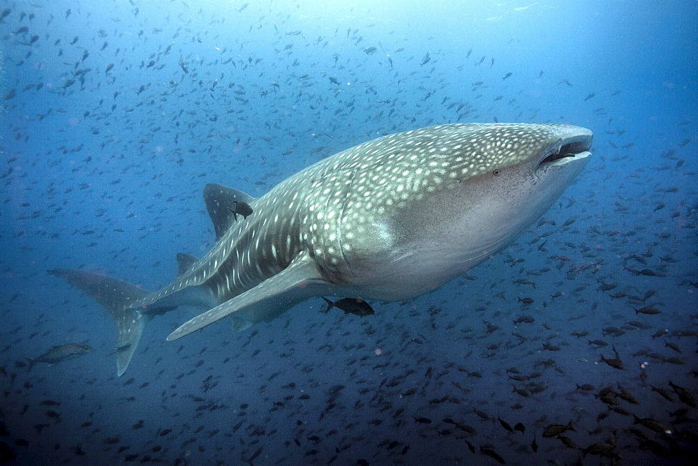 Whaleshark surrounded byfish in Galapagos Islands, Ecuador