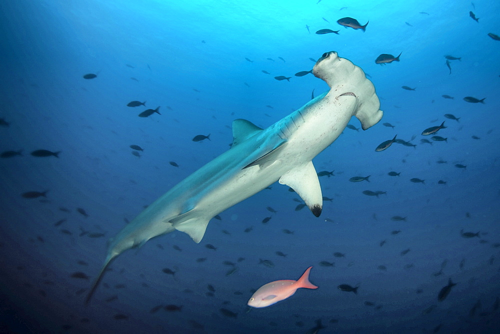 Hammerhead shark swims by, Galapagos Islands Ecuador