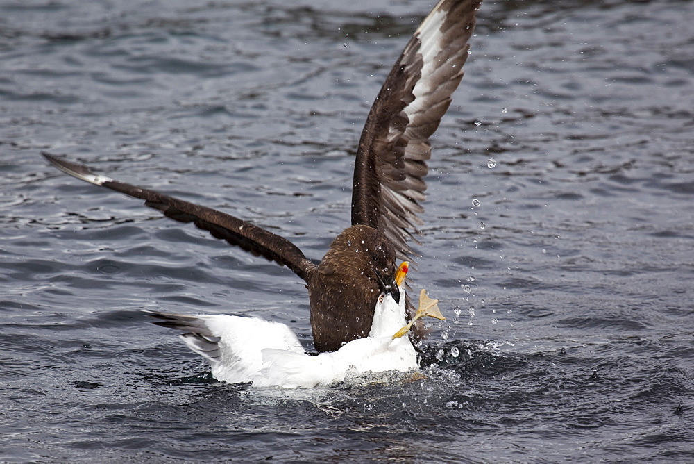 Antarctic skua attacks sea gull in South Georgia