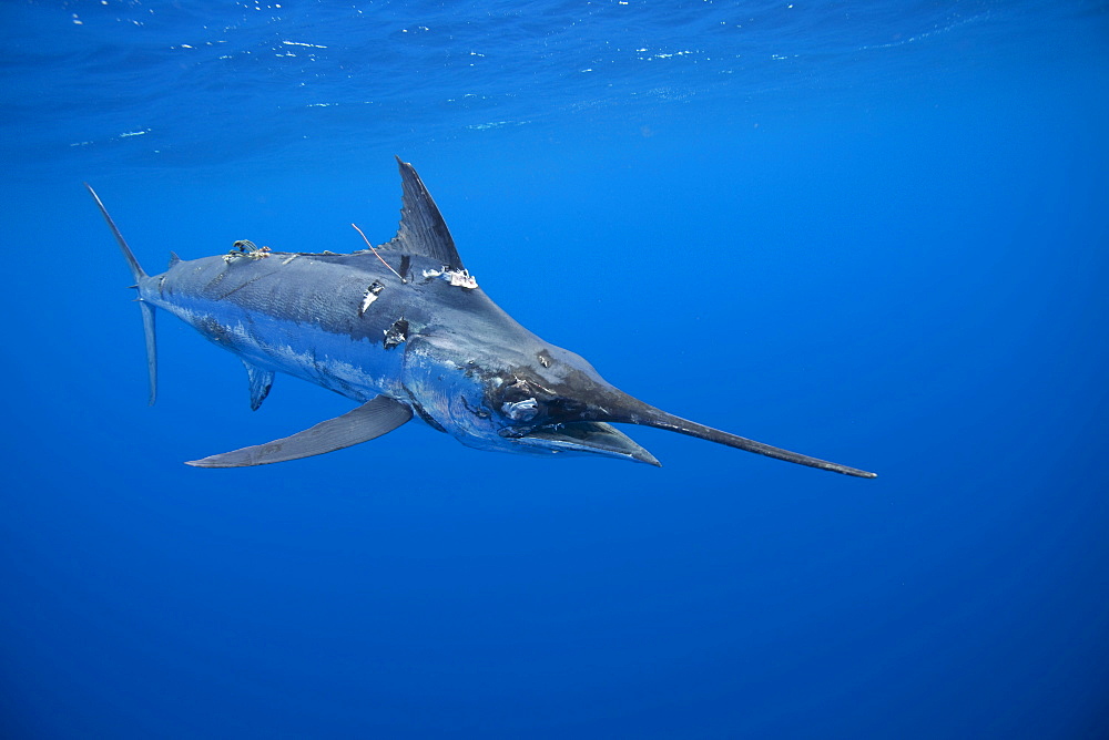 A tagged Blue marlin gasps for air. The Marlin has damaged skin and eyes from being tagged and released a few too many times. Vava'u Tonga in the South Pacific