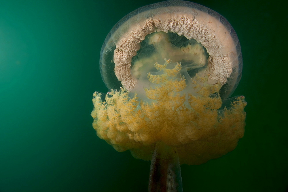 Giant Jellyfish with large mebrain flosting in Jervis Bay Australia