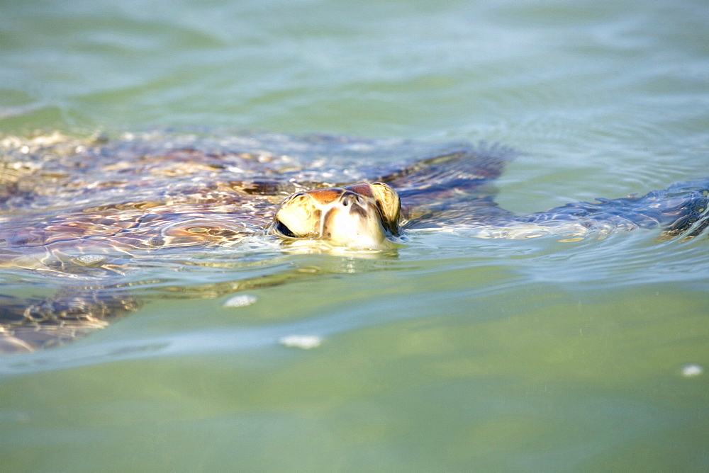 green turtle surfaces for a breath, Lord Howe Island, Australia