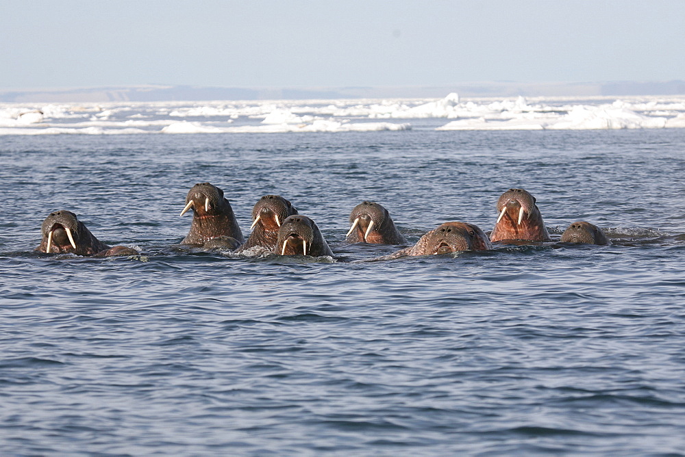 Group of Walrus spyhopping in the iceflow. The Arctic, Svalbard