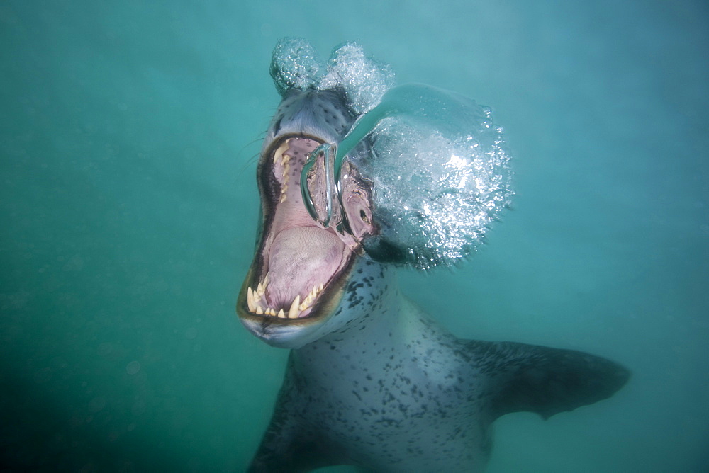 Leopard seal below the surface near ice, opens its mouth and blows bubbles, Antarctica