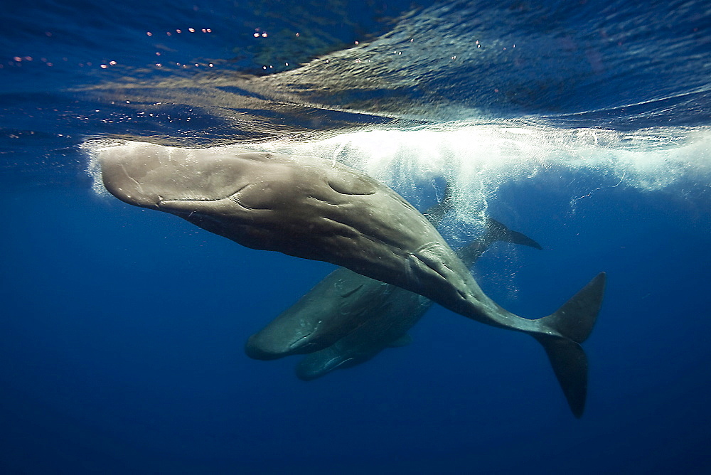 Sperm whale group of juveniles, clicking, Azores Portugal