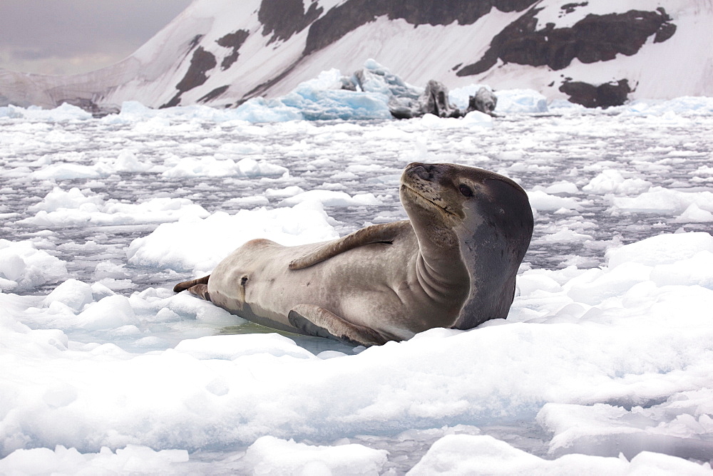 Leopard seal on pack ice in the Antarctic Peninsula