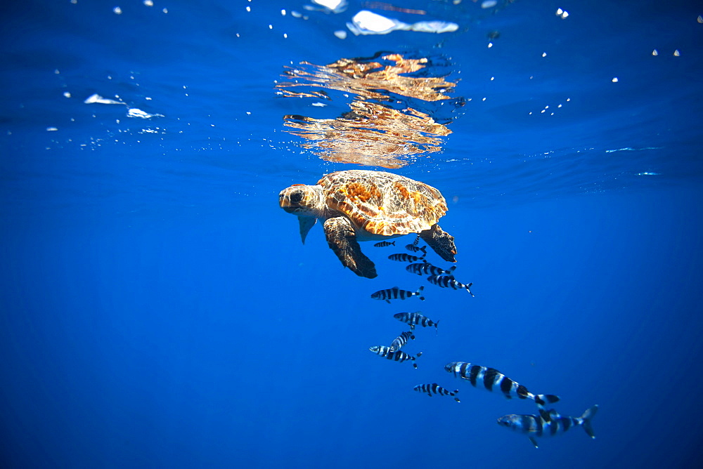 Loggerhead turtle with pilot fish below in Azores Portugal