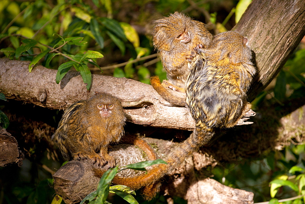 Pygmy marmosets. Cebuella pygmaea. group of 3 captive adults grooming. La Vallee des Singes Poitou-Charentes, France More info: status: least concern but decreasing.