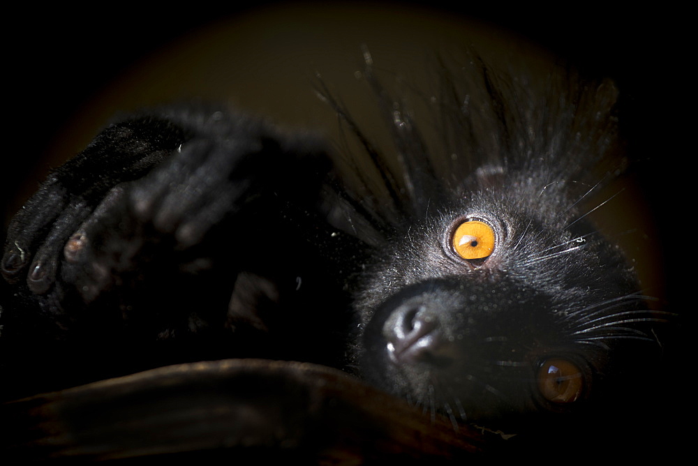 Black Lemur (Eulemur macaco), a vulnerable status young male lemur from Madagascar, Africa, in France, Europe