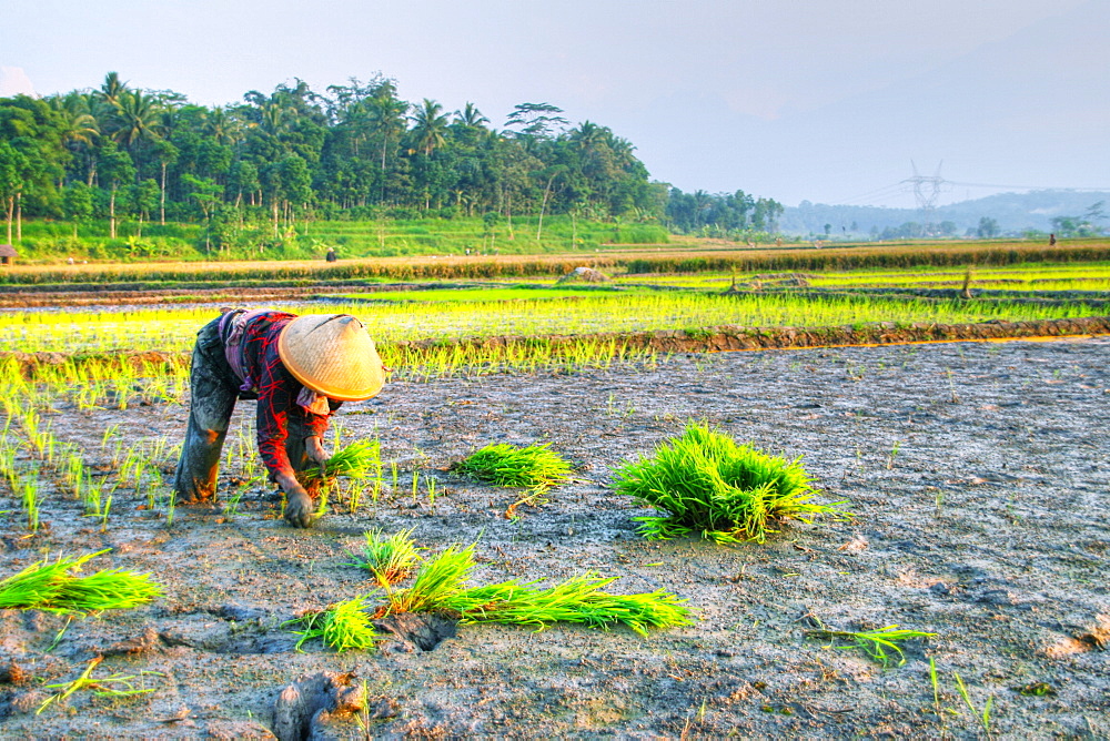 Farmers in Java island using organic instead of pesticide. They are using traditional tools and organic manure/ fertilizer  and they still have a good quality harvest.  Java, Indonesia 