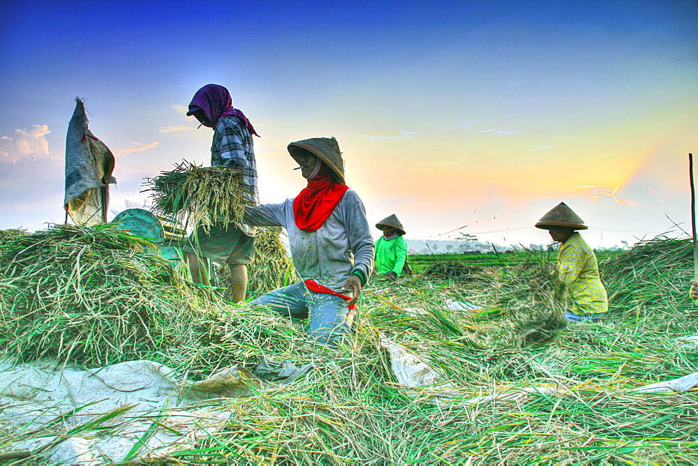 Farmers in Java island using organic instead of pesticide. They are using traditional tools and organic manure/ fertilizer  and they still have a good quality harvest.  Java, Indonesia 