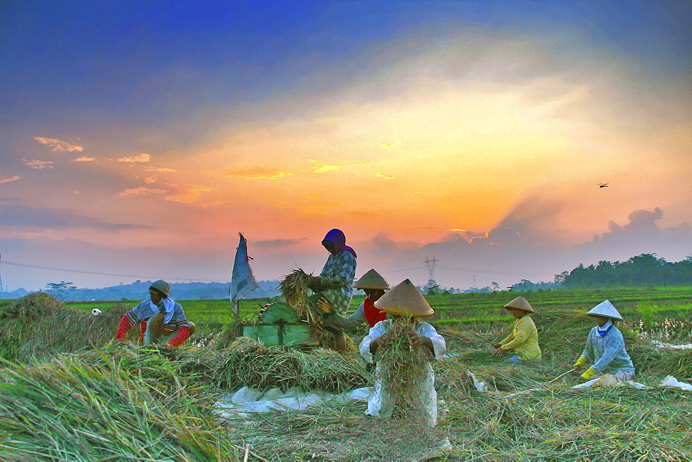 Farmers in Java island using organic instead of pesticide. They are using traditional tools and organic manure/ fertilizer  and they still have a good quality harvest.  Java, Indonesia 