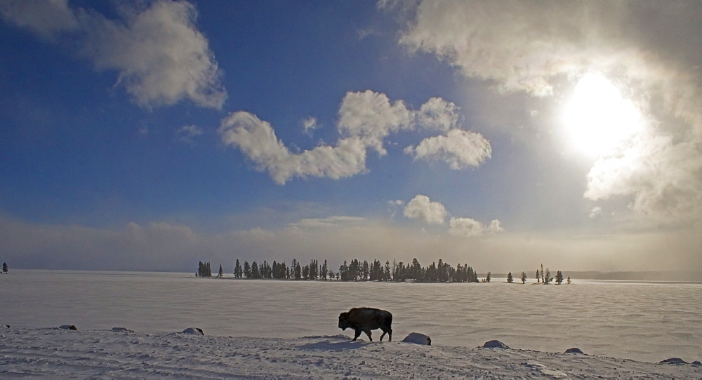 A Cold Walk, Buffalo At Yellowstone Lake, Bovidae bison; Bison; Buffalo; Buffalo in Winter; Buffalo in Winter in Yellowstone; Winter In Yellowstone; Yellowstone Winter