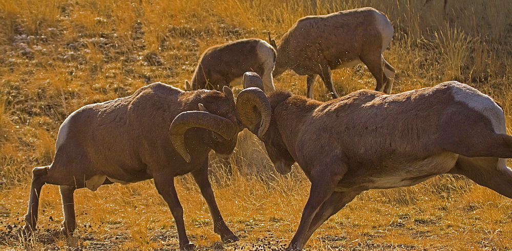 Big Horn Rams In The Rut, Ovis canadensis; Big Horn Ram; Big Horn Sheep