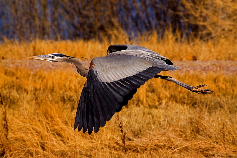 Blue Heron In Flight, Blue Heron, Blue Heron in flight, Bosque del Apache, New Mexico