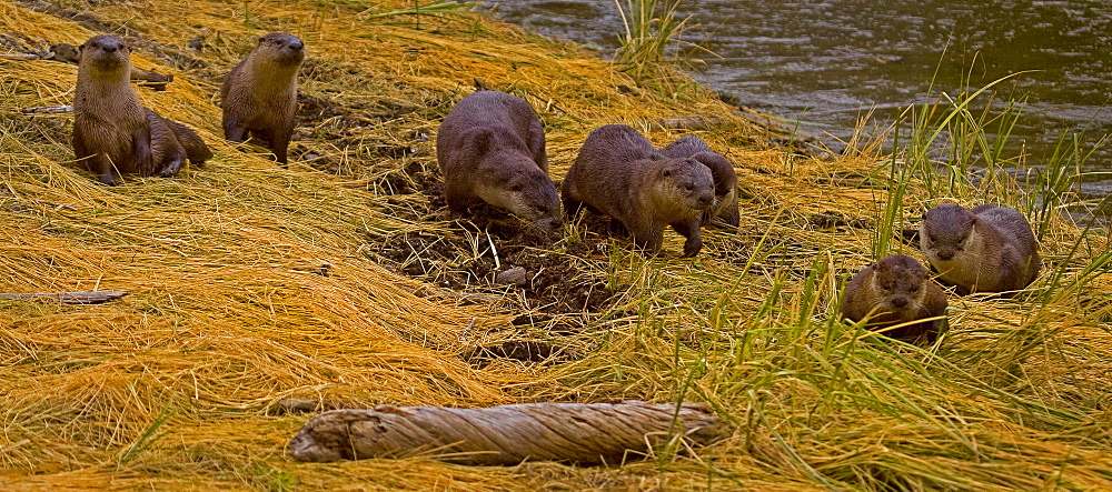 A Romp Of Otters, Lutra canadensis, River Otter, Yellowstone National Park; Wyoming; 