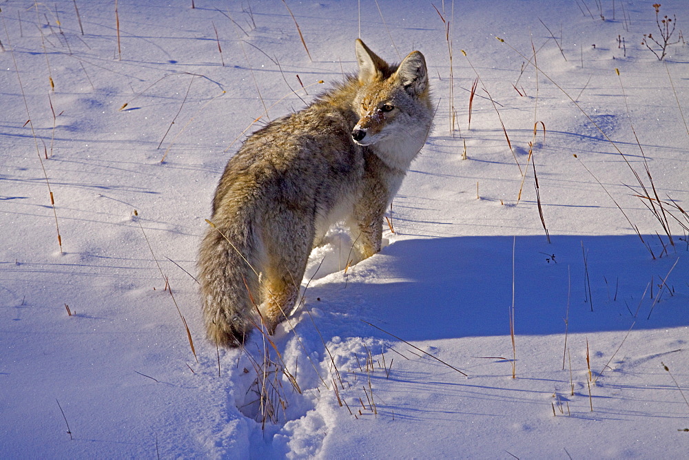 Coyote Laying In The Snow, Canis latrans; Coyote; Coyote in snow; Yellowstone National Park; Winter; Wyoming