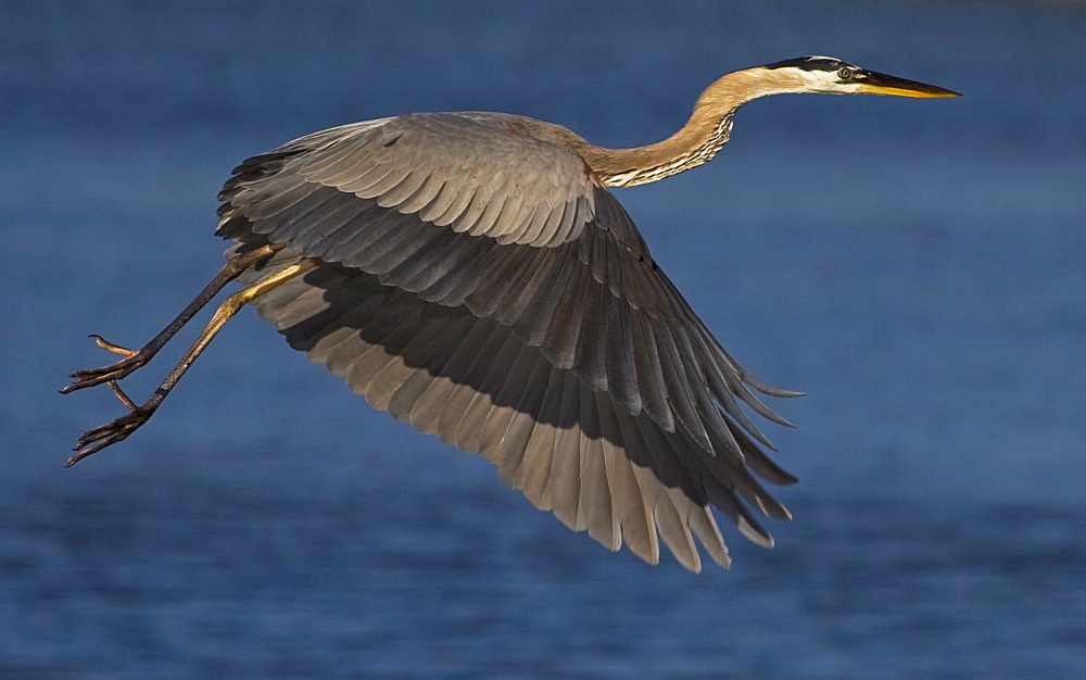 Great Blue Heron In Flight, Ardea herodias; Great Blue Heron; Great Blue Heron in flight