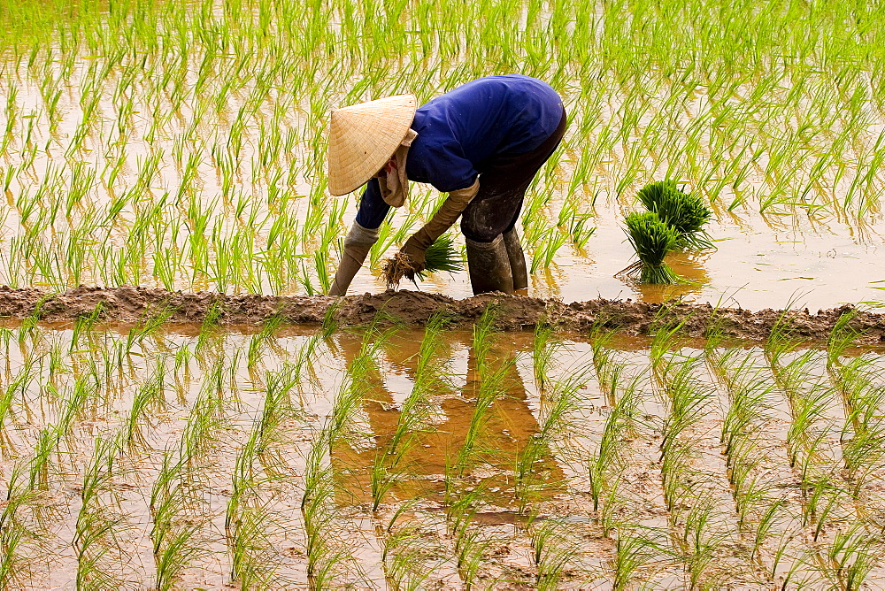 Planting Rice, Sout of Hanoi; Planting Rice, Vietnam; Southeaset Asia; 