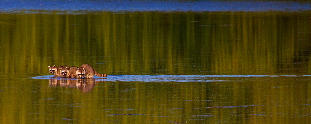 Raccoon Family, Procyon lotor, Raccoons, Everglades, Florida