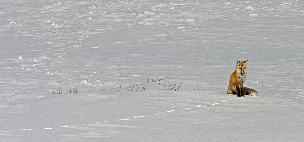 Red Fox In THe Snow, Vulpes vulpes; Red Fox; Red Fox in snow; Winter; Yellowstone National Park; Wyoming