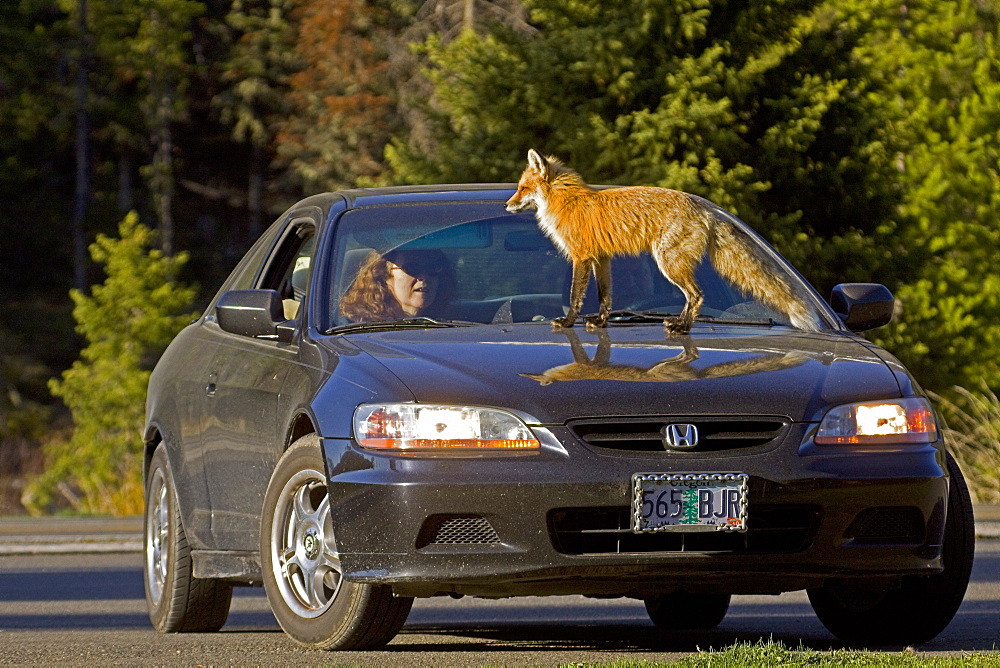 Red Fox On A Honda, Vulpes vulpes; Red Fox; Red Fox Vixen; Habituate Fox; Fox On A Honda; Fox On A Car; North Fork Valley; Wyoming