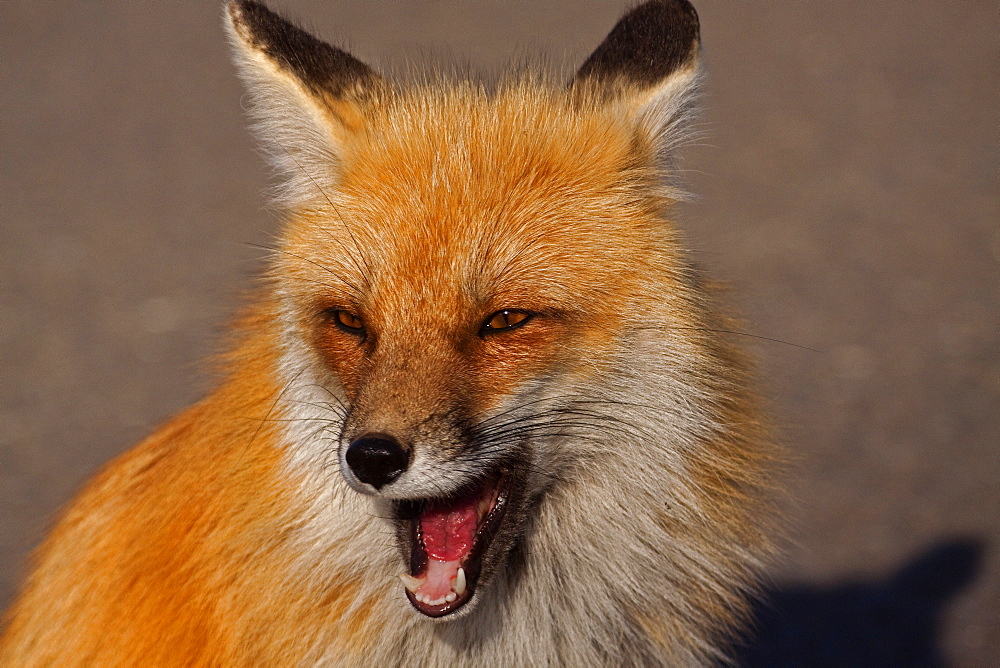 Red Fox Portrait, Vulpes vulpes; Red Fox; Fox; Yellowstone National Park; Wyoming;