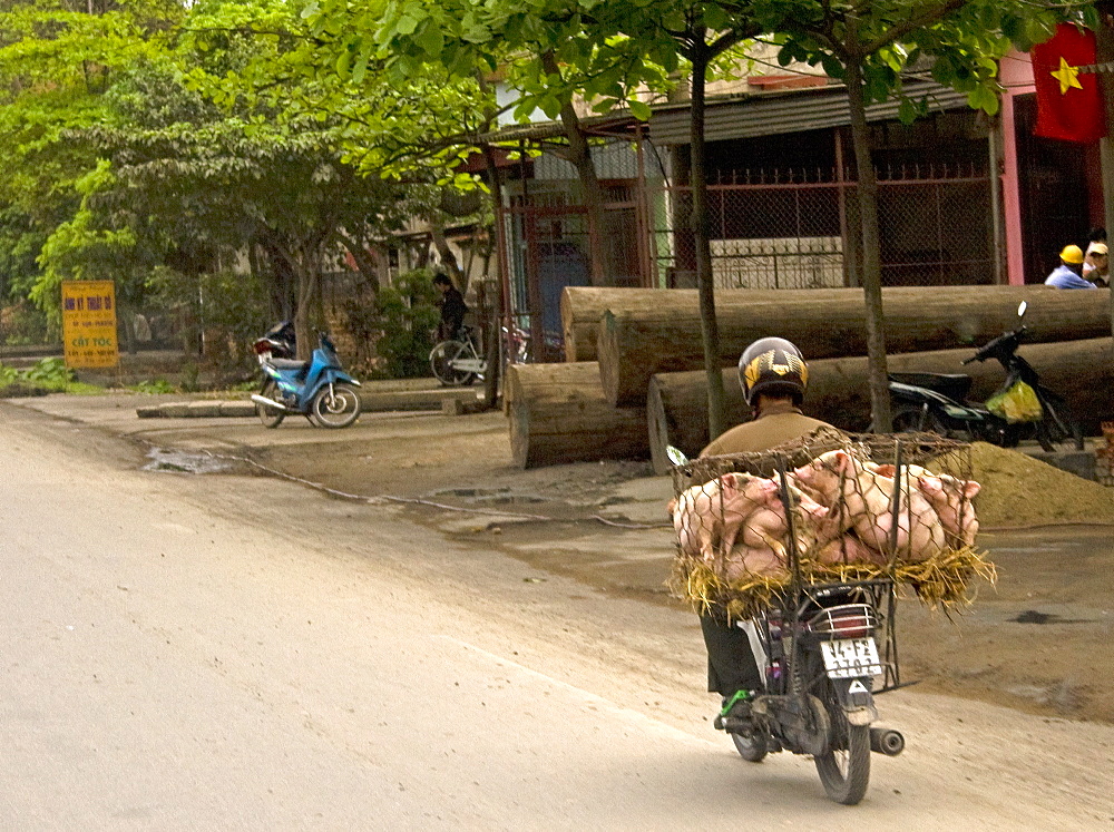 Transporting Pigs, Transporting Pigs On A Motorcycle, Hanoi, Vietnam, Southeast Asia