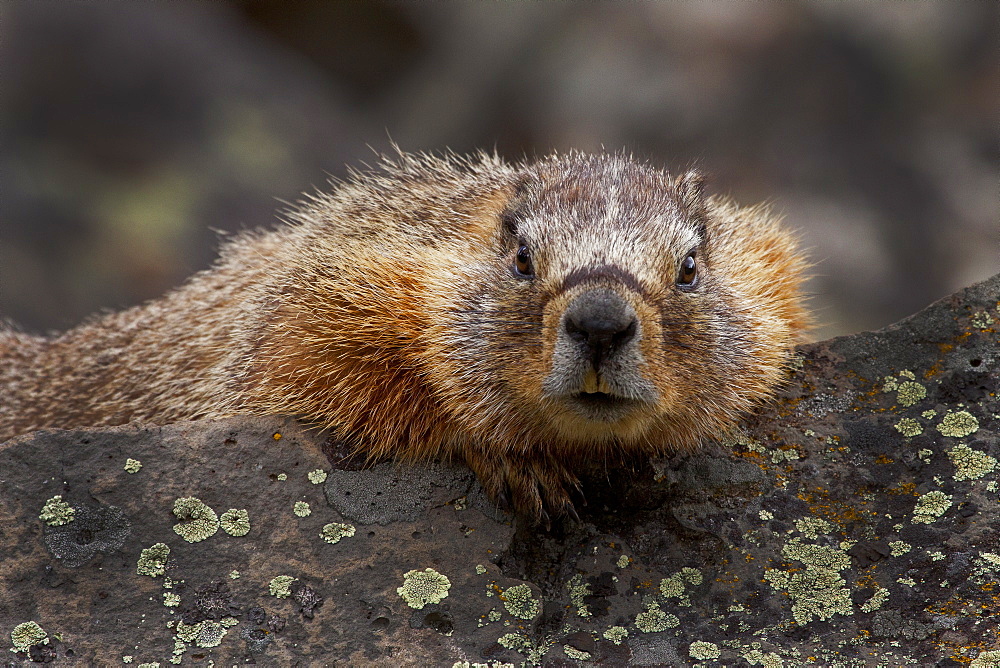 Yellow_Bellied Marmot Portrait, Marmota flaviventris; Yellow-bellied Marmot; Yellowstone National Park; Wyoming