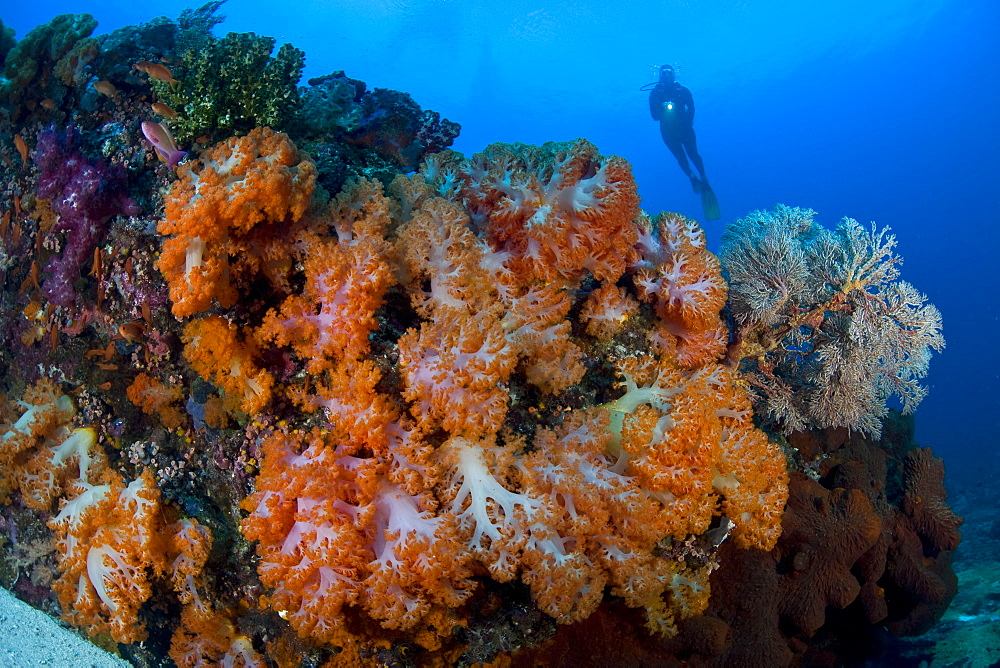 Soft coral colonies (Dendronephthya sp.) and diver.  Komodo, Indonesia, Pacific Ocean.