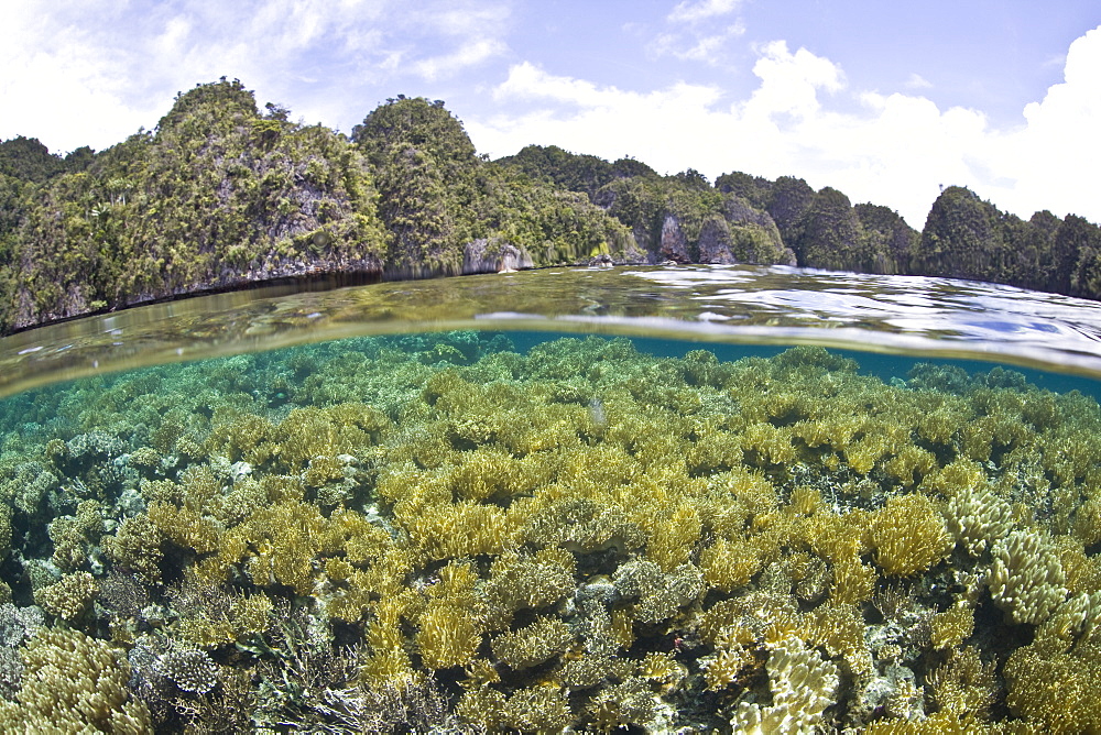 Coral reef of soft leather corals (Sarcophyton sp.) and limestone islands.  Misool, Raja Ampat, Papua, Indonesia, Pacific Ocean.  More info:  This region has the highest marine biological diversity in the world.