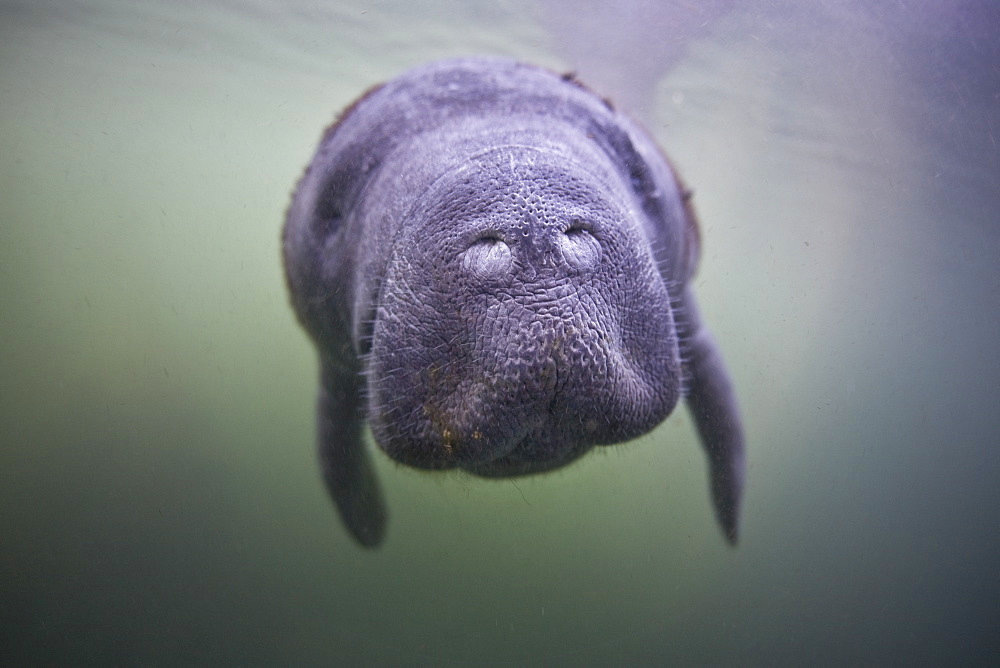 Florida manatee (Trichechus manatus latirostris) Juvenile animal swimming near spring.  Crystal River, Florida, USA.  More info:  This is a subspecies of West Indian manatee and listed as an endangered species by the IUCN.