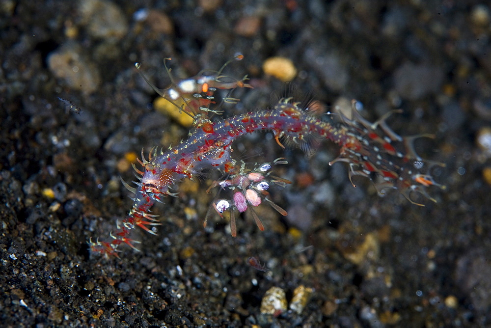 Ornate ghost pipefish (Solenostomus paradoxus) Juvenile fish floating over volcanic sand.  Komodo, Indonesia, Pacific Ocean.