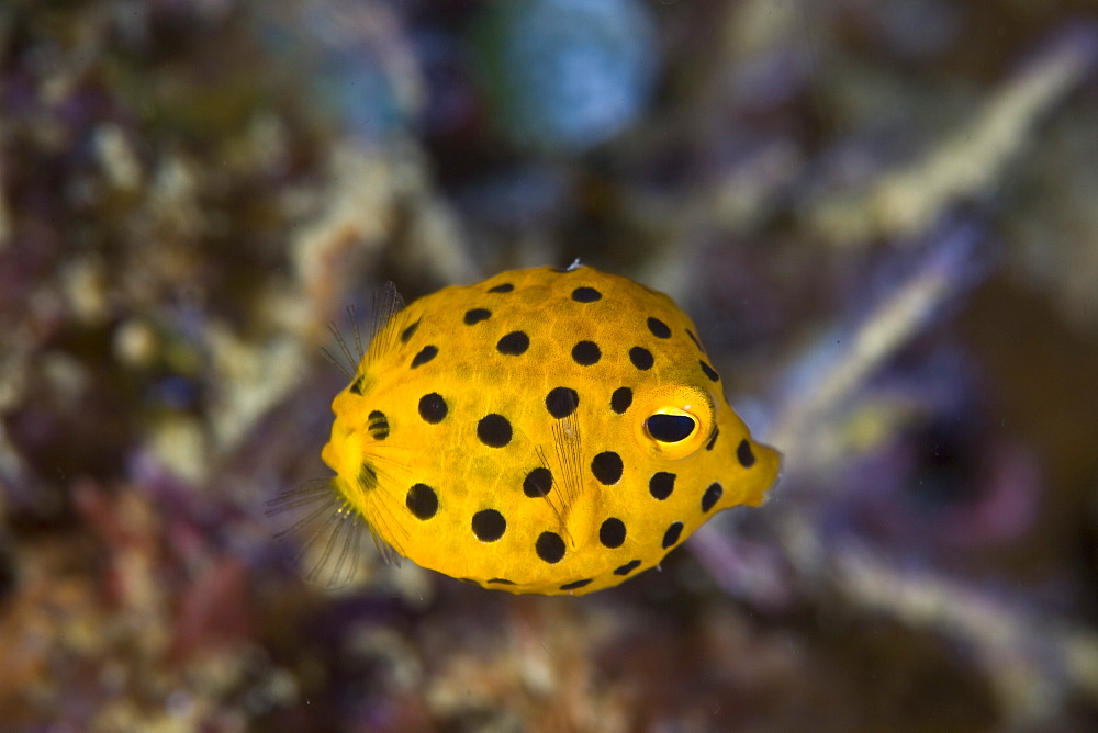 Yellow boxfish (Ostracion cubicus) Juvenile animal swimming about coral reef.  Lembeh Strait, North Sulawesi, Indonesia.  More info:  This species incorporates tetrodotoxin within its tissues.