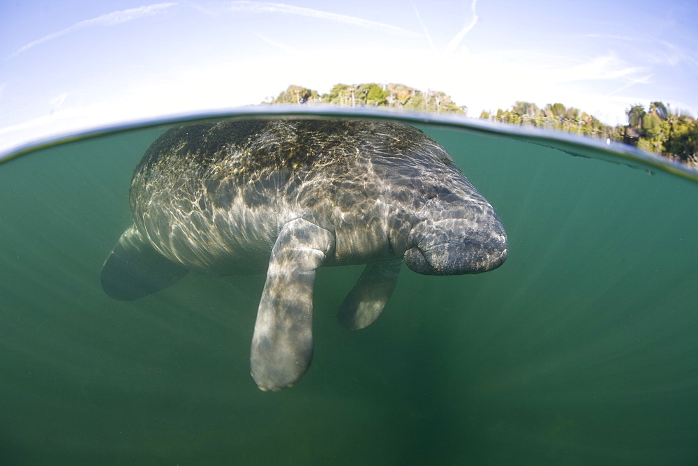 Florida manatee (Trichechus manatus latirostris) Adult animal surfacing to breathe.  Crystal River, Florida, USA.  More info:  This is a subspecies of the West Indian manatee and has been listed as an endangered species by the IUCN.