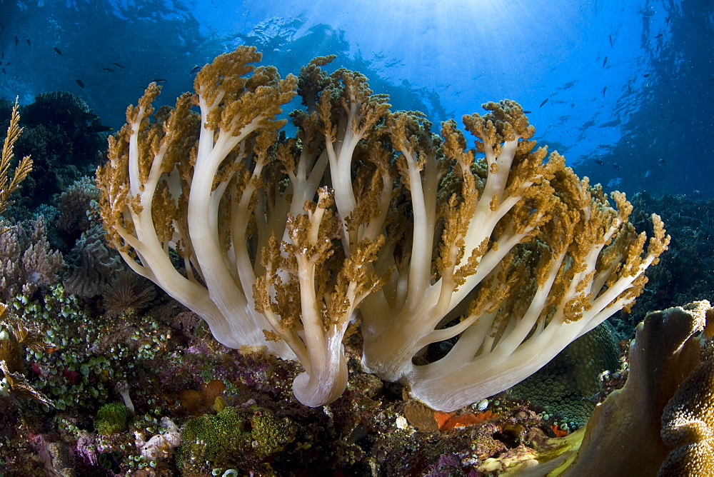 Soft coral colony (Sinularia sp.) Coral colony growing on a diverse and healthy tropical reef.  Komodo, Indonesia, Pacific Ocean.