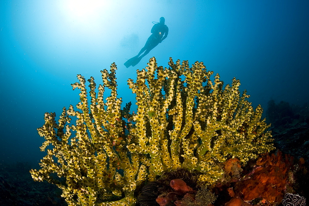 Cup coral colony (Tubastrea micrantha) A diver looks down on a large cup coral colony.  Komodo, Indonesia, Pacific Ocean.