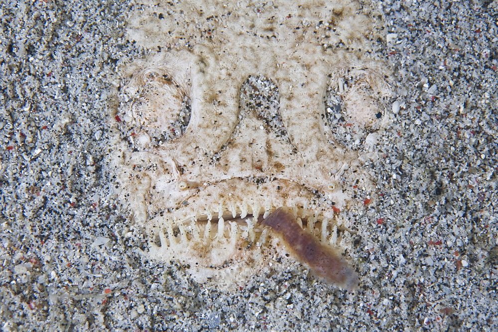 Whitemargin stargazer (Uranoscopus sulphureus) Adult fish hiding in sand using lure to attract prey.  Komodo, Indonesia, Pacific Ocean.