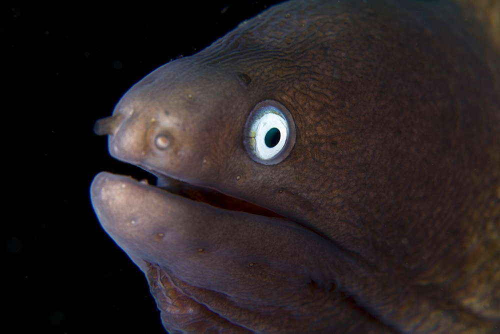 White-eyed moray eel, Siderea thyrsoidea.  Often pokes its head out of holes and crevices on coral reefs in the Indo-Pacific region.  Lembeh Strait, North Sulawesi, Indonesia, Pacific Ocean.