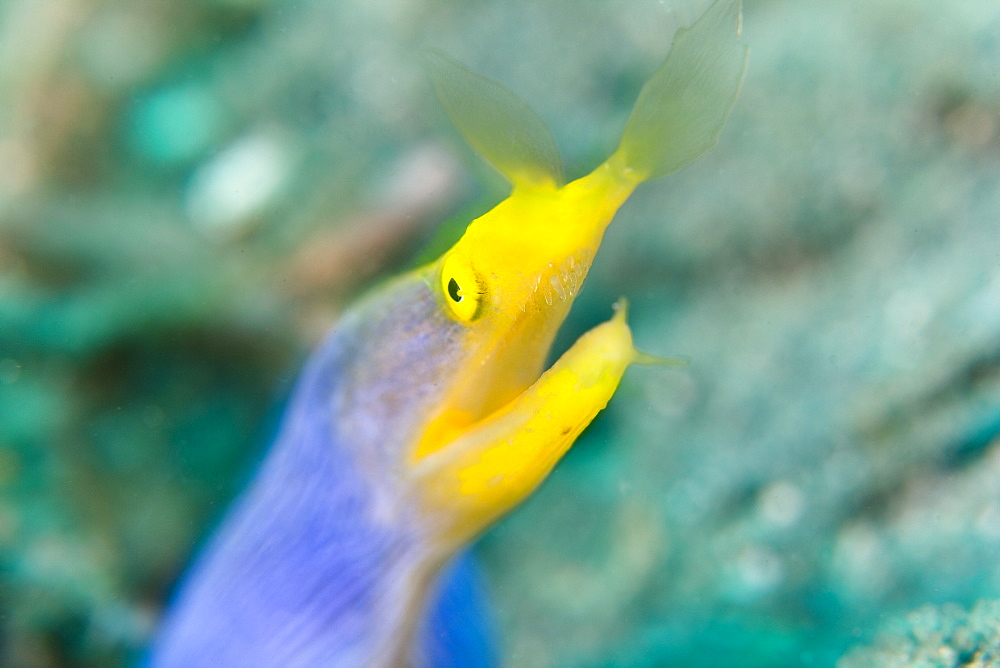 Ribbon eel, Rhinomuraena quaesita, male.  This species is a protandrous hermaphrodite changing from male to female and found throughout the Indo-Pacific.  Lembeh Strait, North Sulawesi, Indonesia, Pacific Ocean.