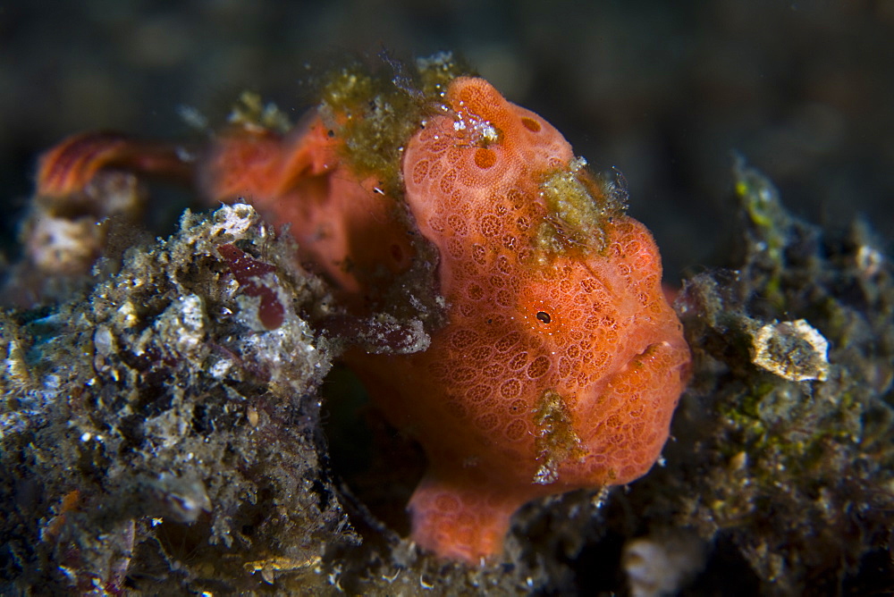 Painted frogfish, Antennarius pictus.  Highly variable in color, this species often grows scab-like patches on its body for camouflage.  Lembeh Strait, North Sulawesi, Indonesia, Pacific Ocean.